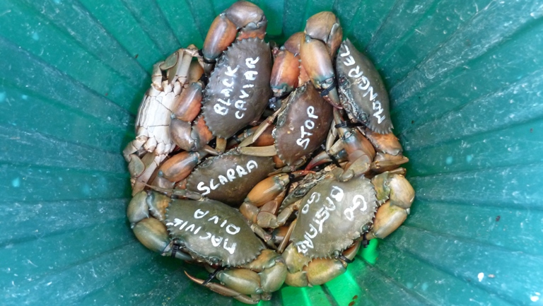 Krabben